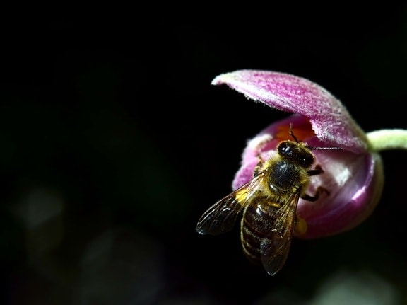 пчела, природа, цветя, насекоми, растения