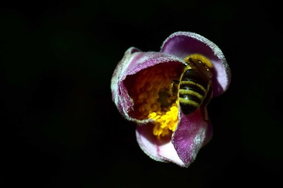 昆虫, 自然, 花, 花瓣, 植物, 蜜蜂, 自然