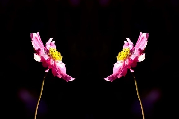 กลีบฟลอรา ธรรมชาติ ดอก ดอกไม้ ความมืด ฤดูร้อน สีชมพู พืช