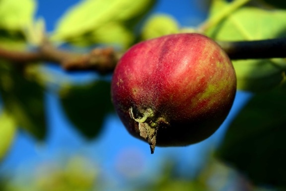 Apple, natur, blad, mad, frugt, træ, sød