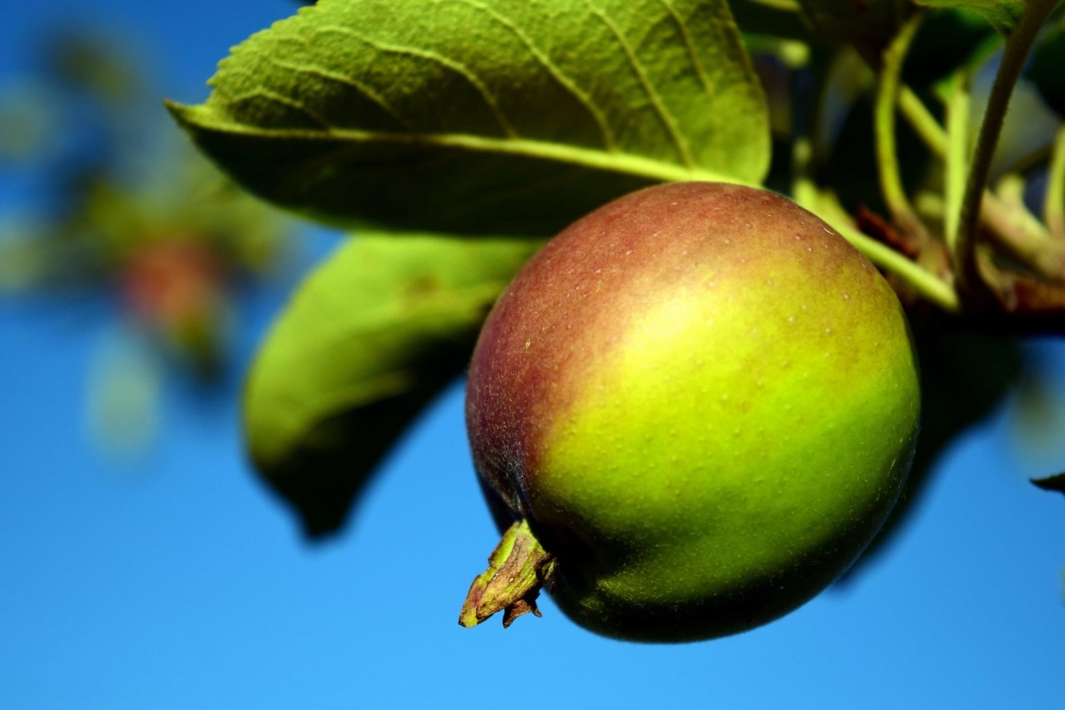 Яблоко плодовый. Яблоня Санданс. Яблоки на дереве. Лист яблони. Яблоня с зелеными яблоками.
