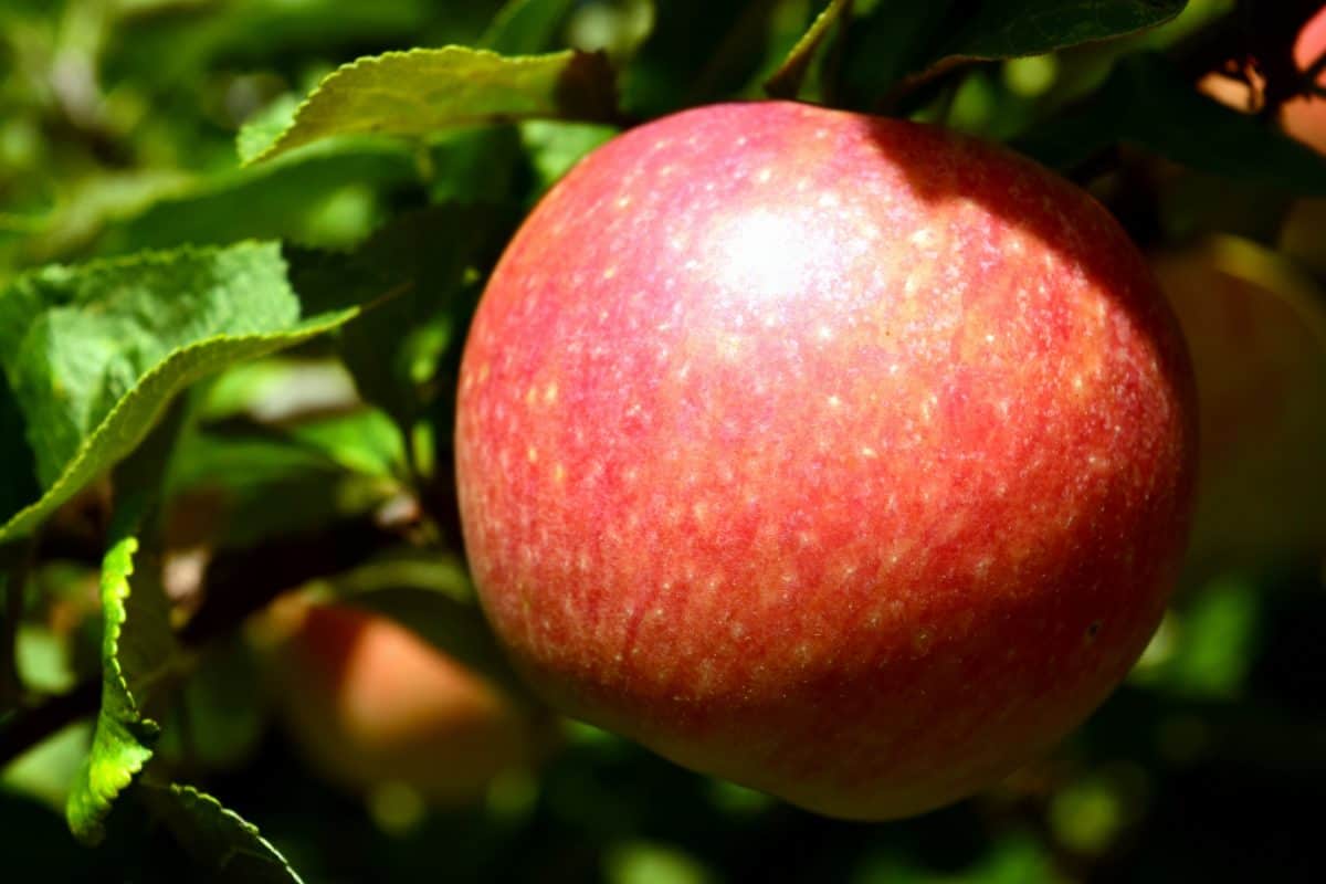 buah, makanan, daun, lezat, alam, merah apple, manis, orchard