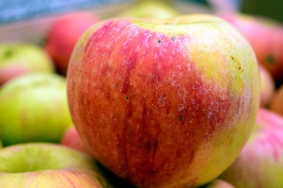 вкусни, плодове, храна, ябълка, природа, хранене