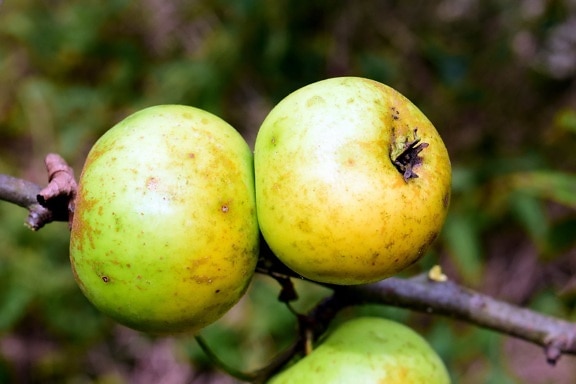 ธรรมชาติ ผลไม้ แอปเปิ้ล อาหาร ออร์ชาร์ด ใบ การเกษตร หวาน