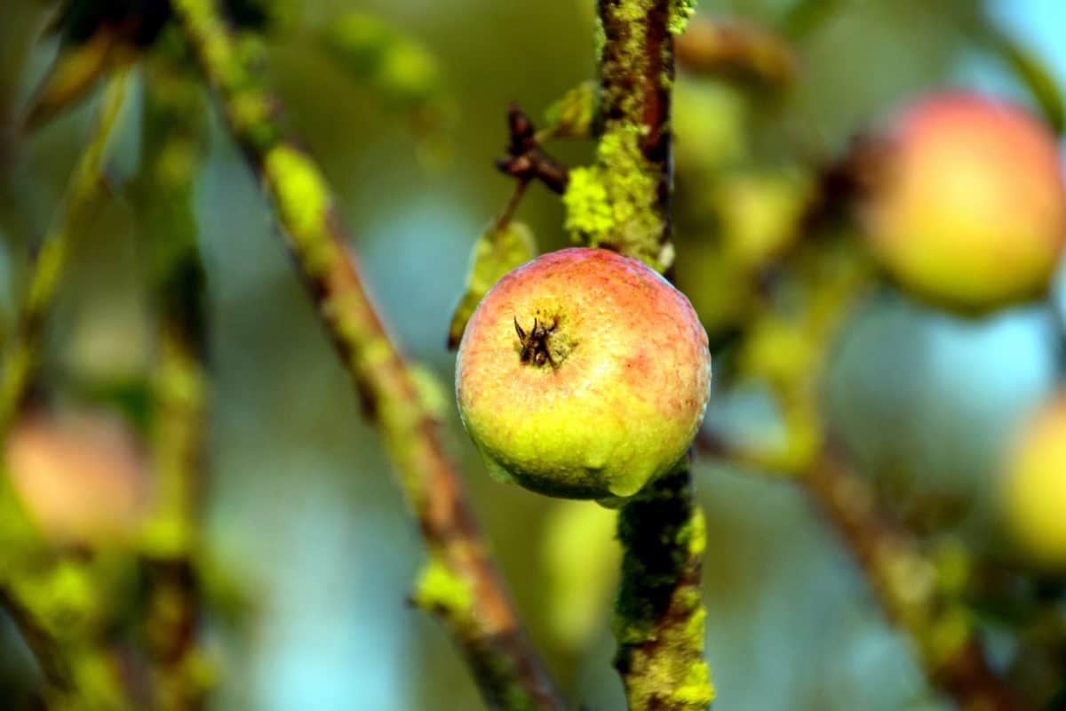 สาขา apple ใบไม้ ผลไม้ ต้นไม้ ธรรมชาติ สวน อาหาร อร่อย
