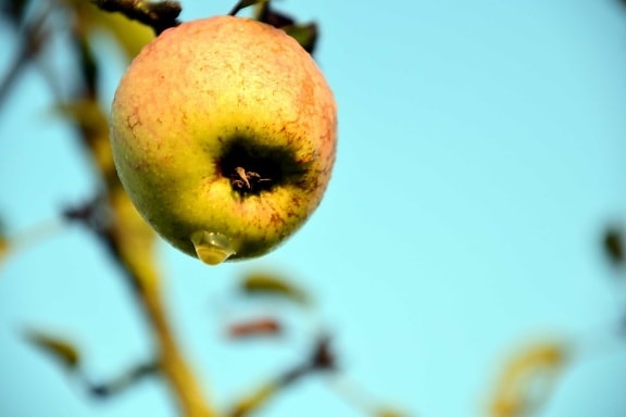ผลไม้ อาหาร แอปเปิ้ล ใบ ธรรมชาติ อร่อย