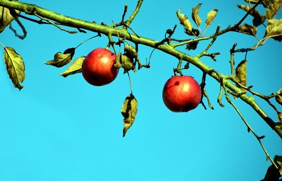 frugt, natur, gren, træ, blad, mad, æble