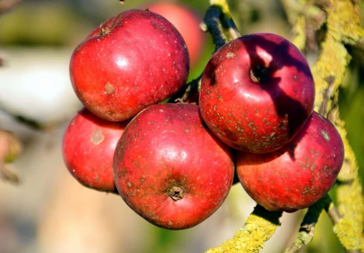 mat, äpple, frukt, natur, orchard, röd, nutrition, leaf, läckra