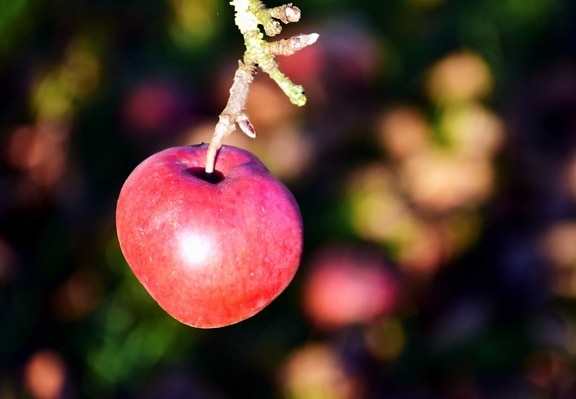フルーツ、アップル、食べ物、自然、赤、甘い、果樹園、支店