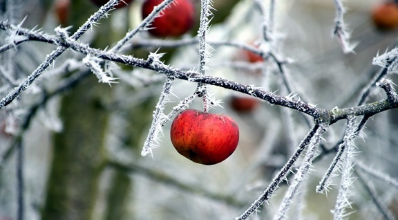 cabang, musim dingin, pohon, alam, buah, es, dingin, pabrik, Kolam