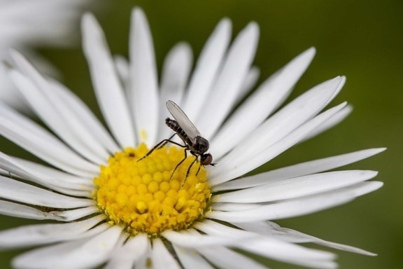 insect, flower, nature, daisy, garden, blossom, plant, petal