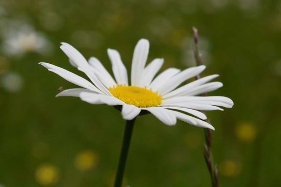 summer, flower, flora, nature, daisy, plant, blossom, herb, meadow