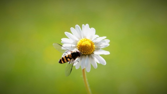 lato, natura, Pszczoła, kwiat stokrotka, roślina, zioło, ogród
