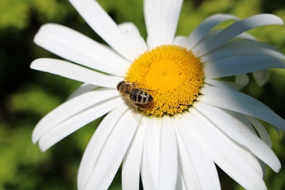 nyári, inswcr, méh, pollen, növények, természet, virág, pollen, daisy, kert, növény