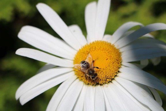 abeille, nature, pollen, flore, fleurs, été, insecte, daisy
