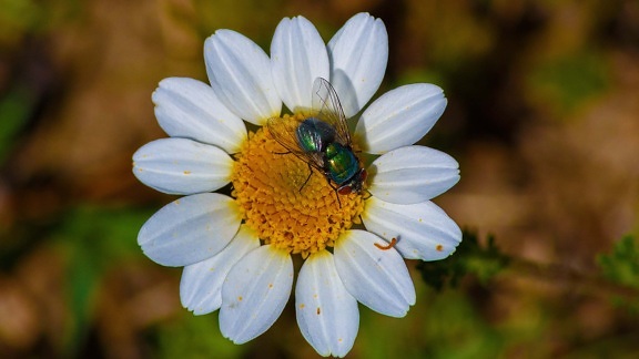 Flora leto, príroda, Záhrada, kvetina, včela, hmyzu, daisy