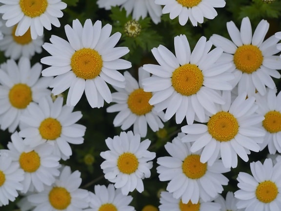 sommer, hvid blomst, natur, sommer, makro, daisy, urt, plante, blossom