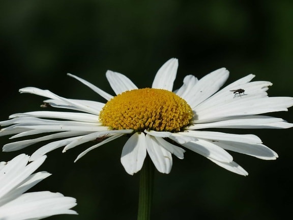 flower, flora, summer, leaf, macro, insect, nature, daisy, plant, blossom