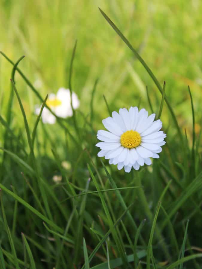 หญ้า ดอกไม้ หญ้า ฟิลด์ สวน ฤดูร้อน พืช ธรรมชาติ