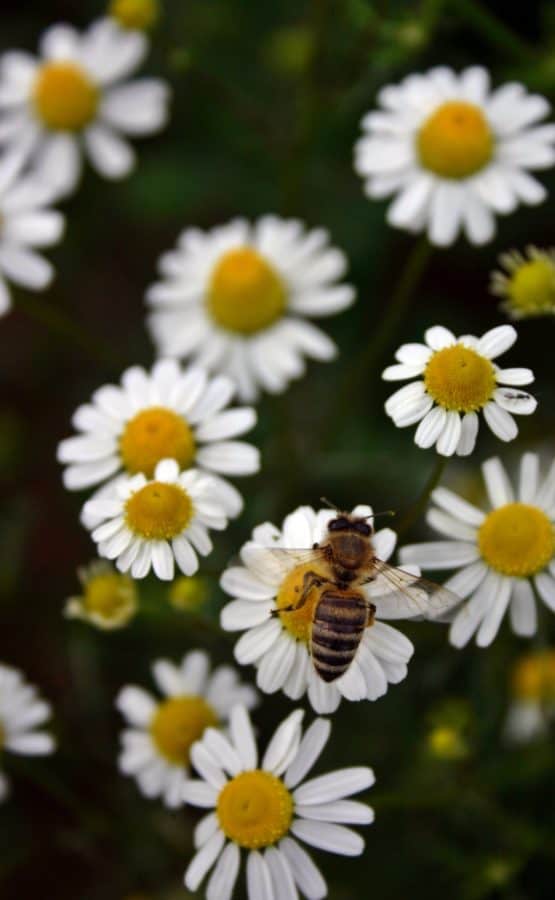ฤดูร้อน พืช ธรรมชาติ ดอกไม้ ผึ้ง แมลง รายละเอียด สมุนไพร พืช เดซี่ ทุ่งหญ้า