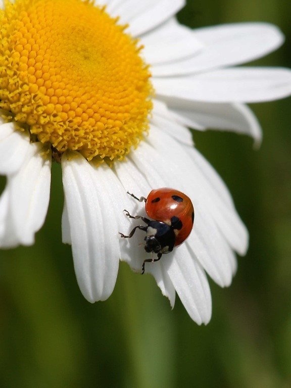 beetle, summer, ladybug, nature, flora, insect, plant, flower