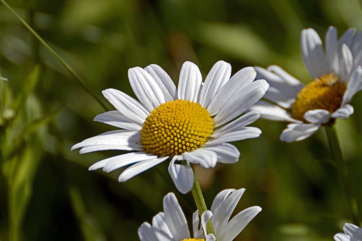 Verão, flor, natureza, flora, daisy, planta, flor, jardim