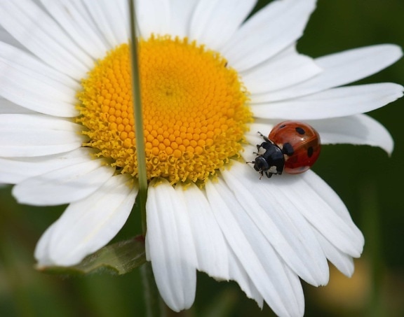 summer, flower, ladybug, insect, flora, nature, garden, daisy, macro