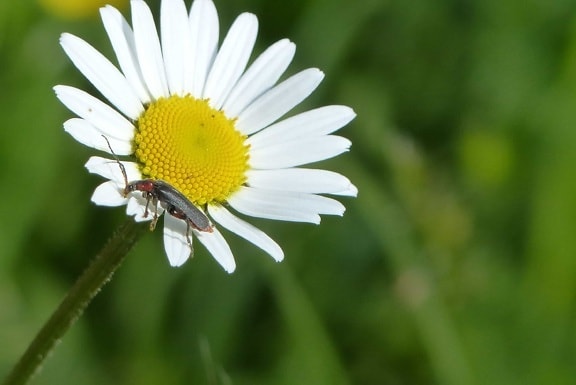 flora, summer, insect, nature, daisy, flower, plant, herb, blossom