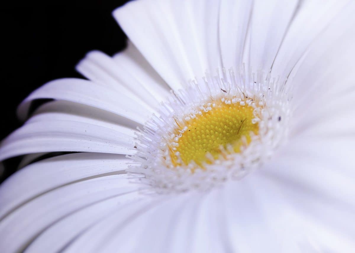 Flora, biely kvet, makro, detail, peľ, príroda, daisy, lupienok, kvet, bylina