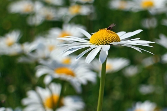 letné flora hmyzu, makro, lúka, Záhrada, príroda, list, kvet, daisy