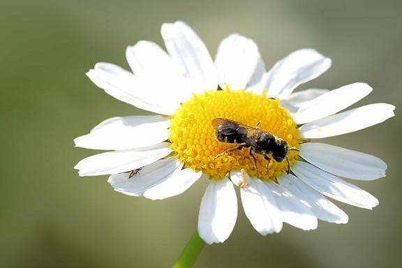 自然, 昆虫, 夏天, 蜜蜂, 宏观, 细节, 植物, 花粉, 花, 雏菊