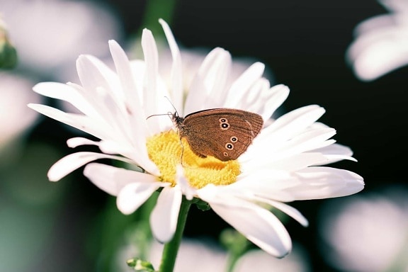 Флора комаха квітка, саду, природи, літо, Метелик, макрос