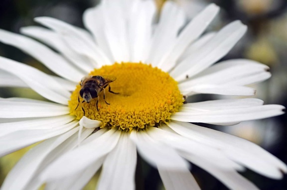 summer, bee, flora, flower, nature, insect, pollen, daisy