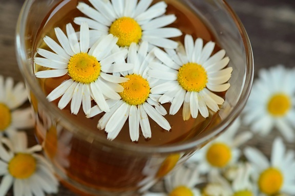 chamomile, tea, flower, daisy, plant, blossom, herb, petal, meadow