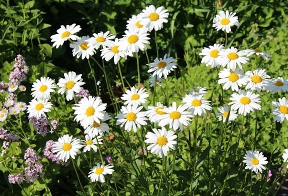 квітка флори літо, поля, Пелюстка, природа, сад, Ромашка, sunshine, рослинність