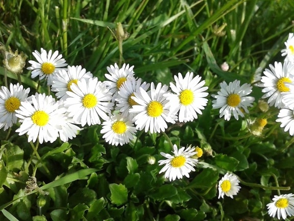 Daisy, ljetno, sunca, polje, flore, vrt, priroda, trava, ljeto, divlji cvijet