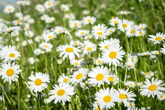 Sommer, Blumen, Feld, Sonnenschein, Daisy, Wiese, Rasen, Natur, Garten, flora