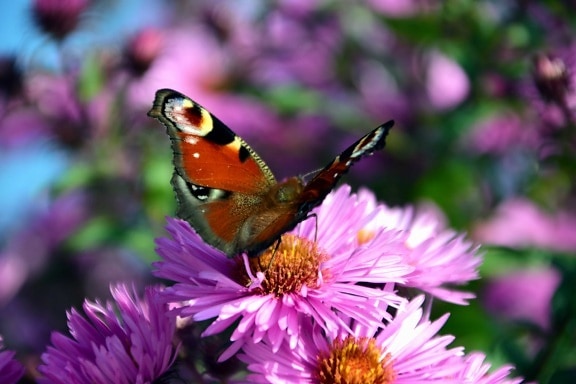 Сад, лето, насекомое, цветок, природа, бабочка