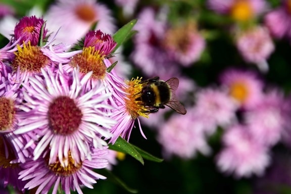 флора, природа, венчелистче, цвете, Градина, пчела, лято, листа, цветен прашец