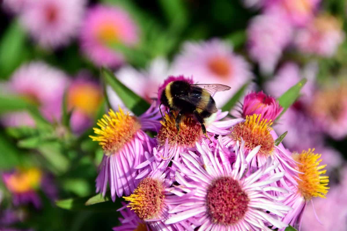 bumblebee, macro, garden, pollen, nature, flower, leaf, summer, petal, flora