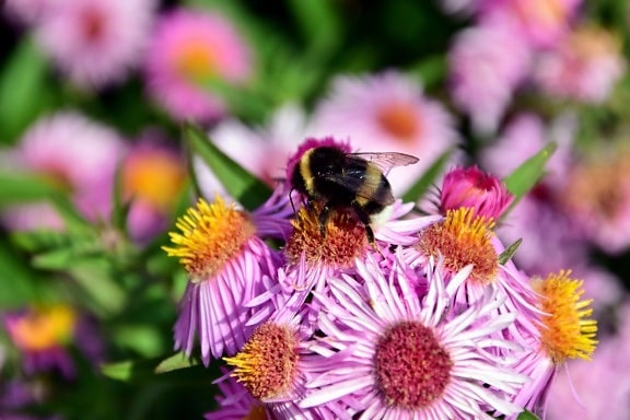 Bumblebee, macro, jardim, pólen, natureza, flor, folha, verão, pétala, flora