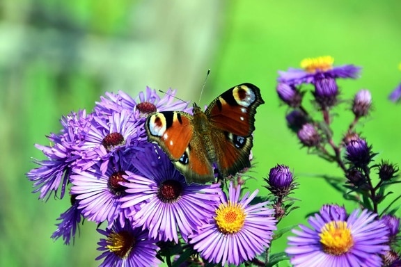 insekata, ljeto, cvijet, leptir, flore, vrt, priroda, makro