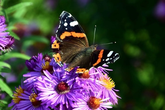 自然、庭園、花、夏、マクロ、カラフルな蝶、昆虫、植物