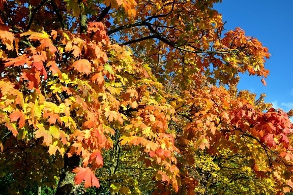 stablo, list, priroda, jesen, šuma, lišće, lišće, biljke