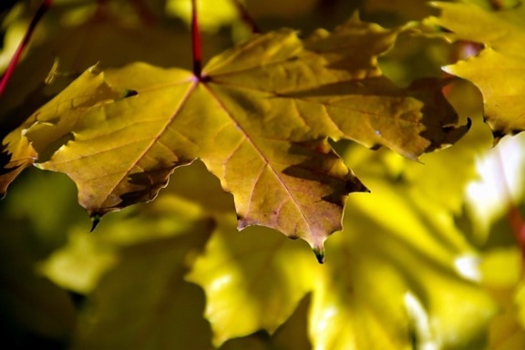 nature, leaf, flora, autumn, leaves, forest, tree, foliage