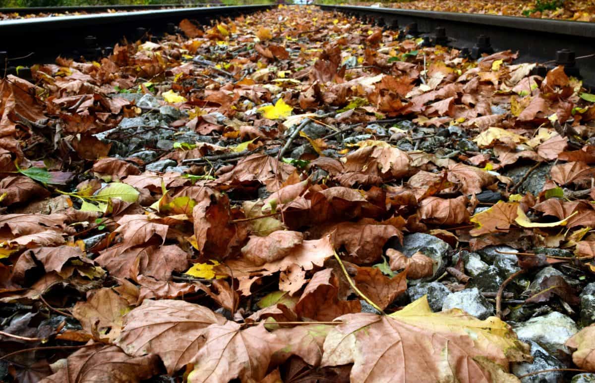 Природа, окружающая среда, дерево, лист, Открытый, железнодорожных, осень