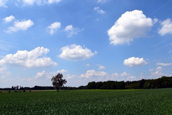 ферма, пейзаж, синьо небе, дърво, природа, трева, поле, земеделието