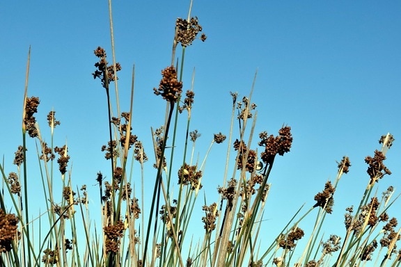 wildflower, plant, blue sky, rural, grass