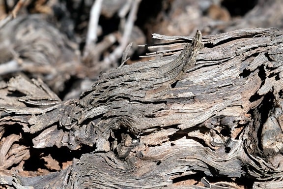 bark, wood, nature, dry, texture, daylight, brown
