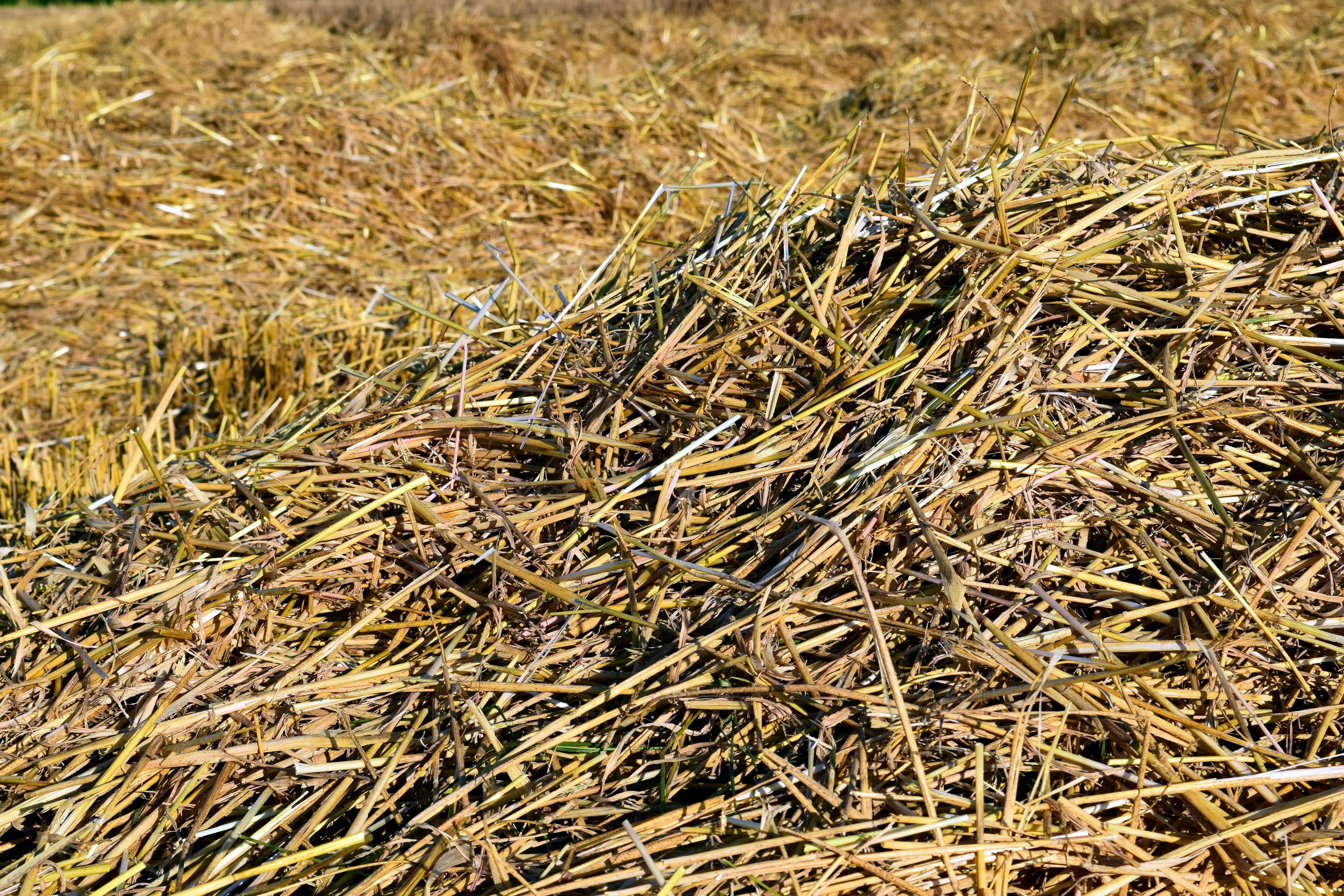 Сено ростовской области. Гороховая солома. Трава сено. Сухая солома. Сухое сено.